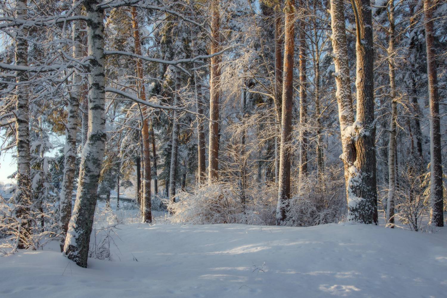 январь мороз лес парк серково, Дмитрий Алексеев