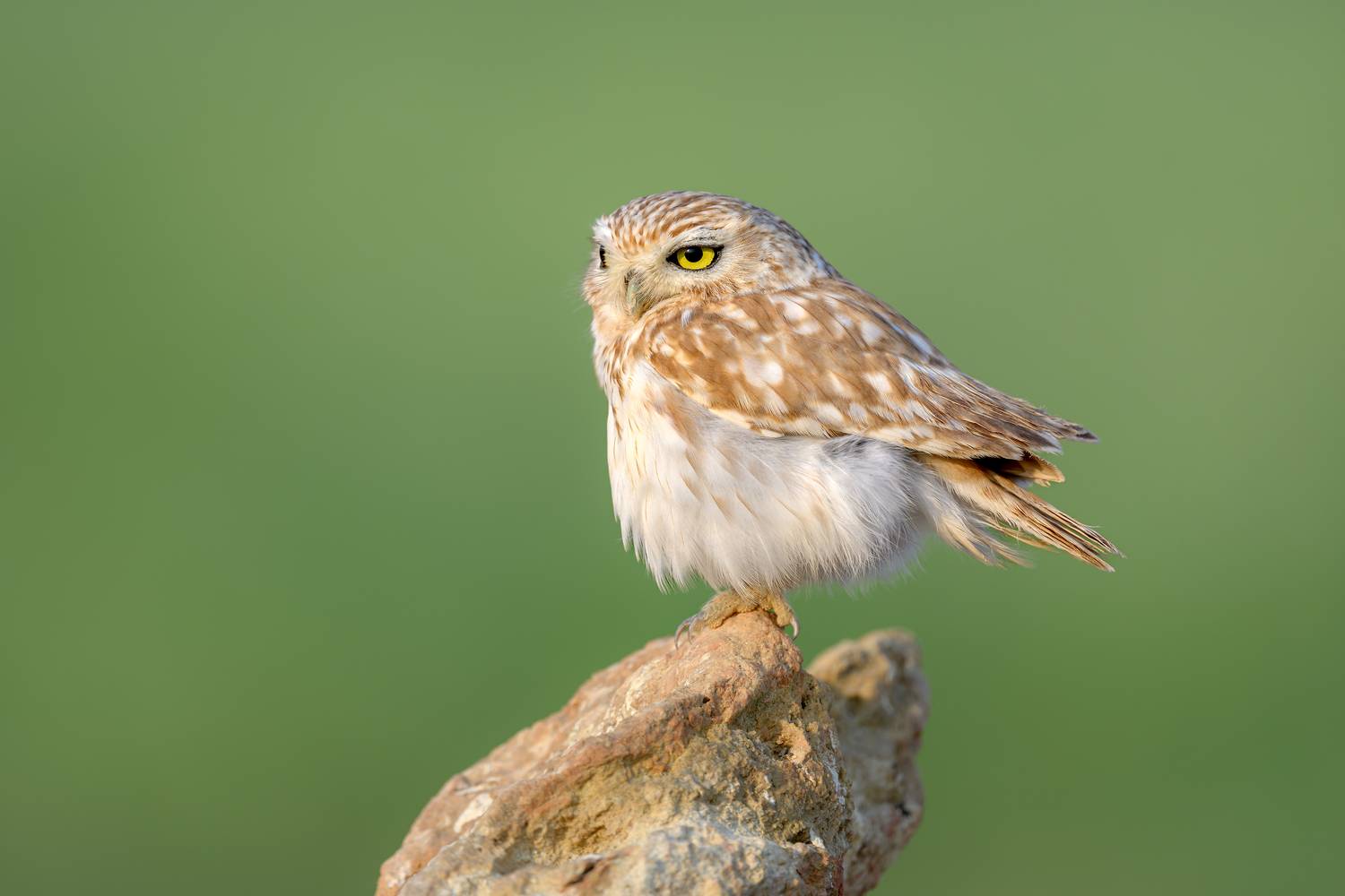 птица, фотоохота, сыч, сова, природа, фауна, Vladimir Kulikov