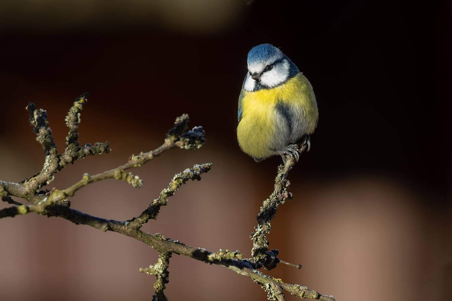 птицы, подмосковье, Елена Давыдова