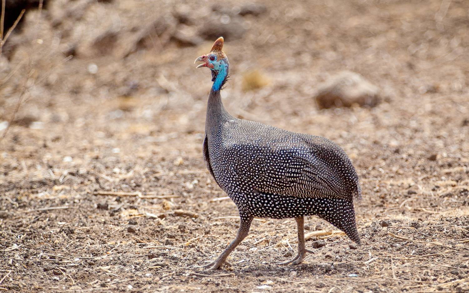 Цесарка, Lilia Tkachenko