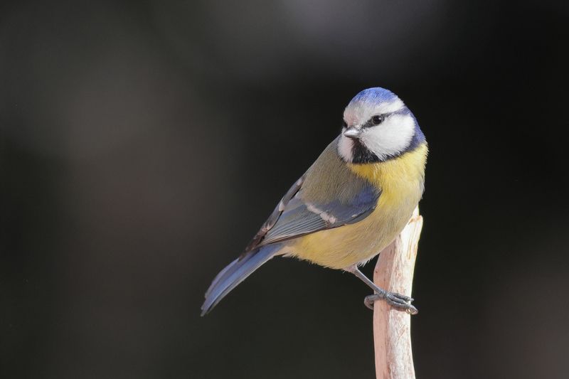Обыкновенная лазоревка фото превью
