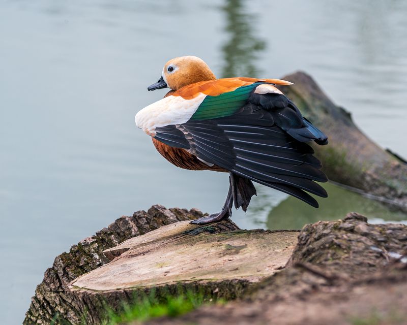 красная утка (огарь) Огарь фото превью