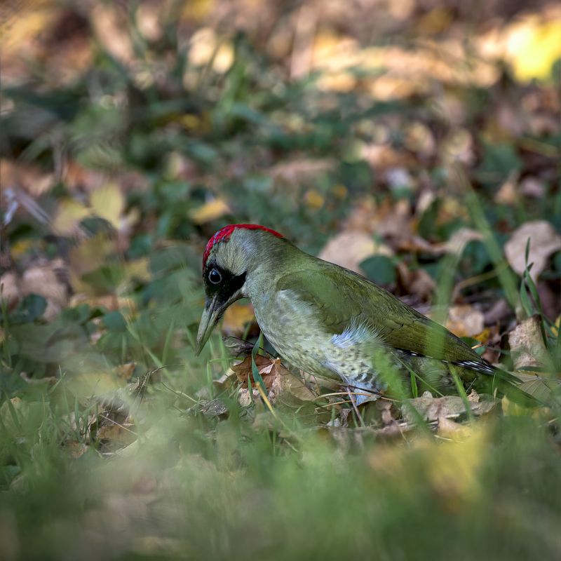 Большой зеленый дятел фото превью
