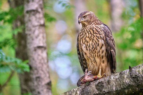 Ястреб-тетеревятник