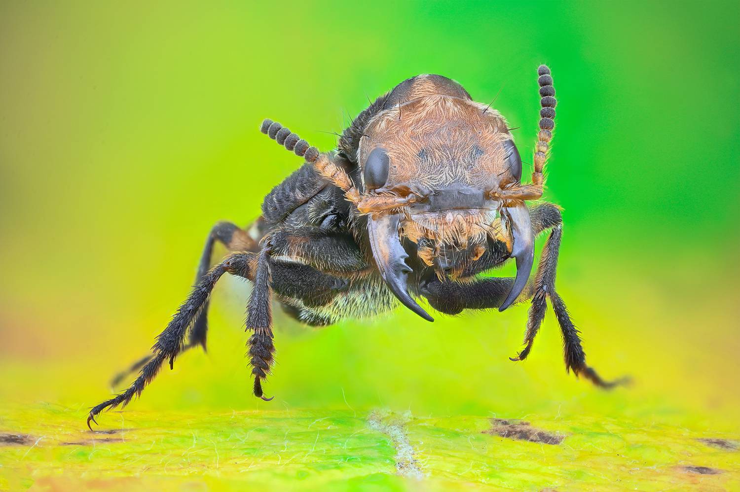 ceclii, macro, Ganev Tsvetan