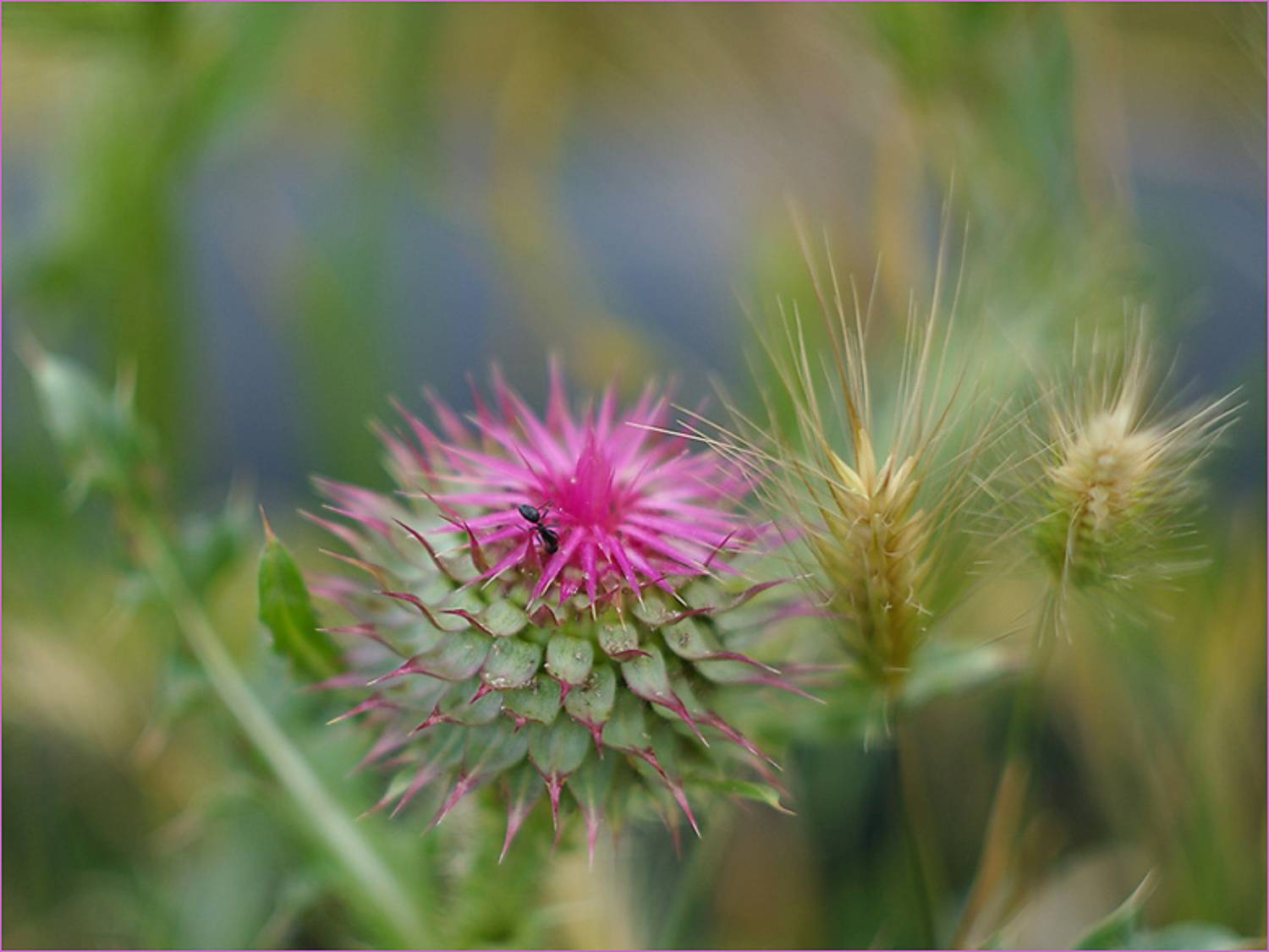 , Евгени Стефанов