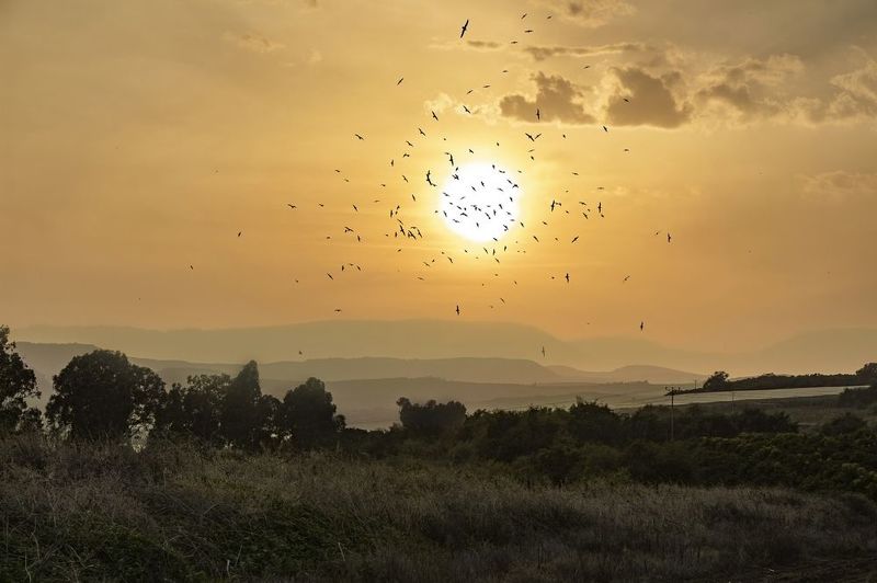 *** фото превью