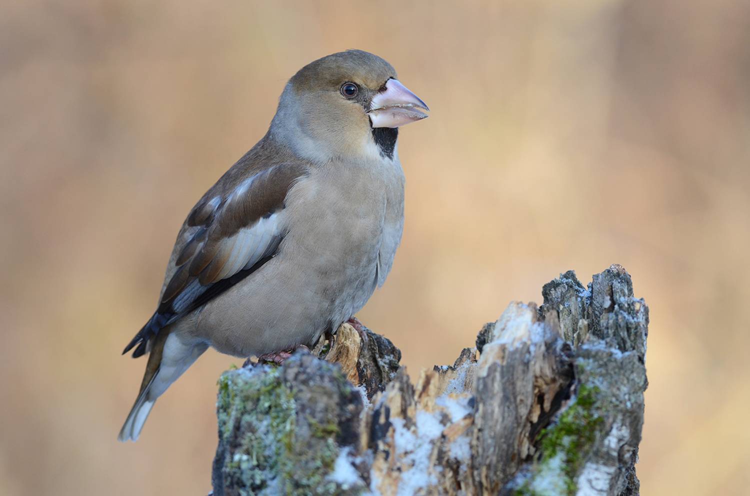 дубонос,самка,пень,зима, Иван