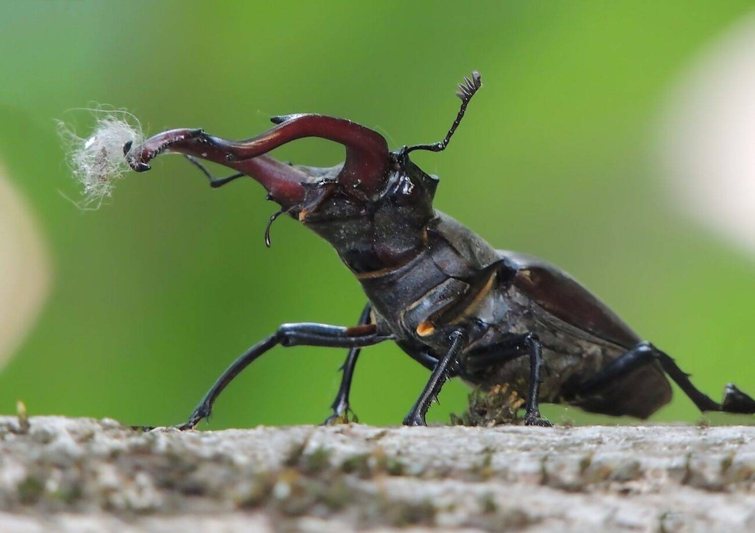 , Савоцкий Роман