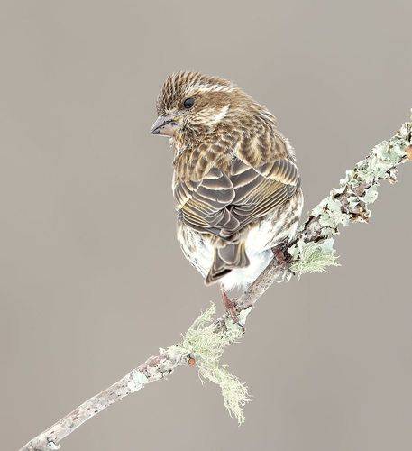 Female, Purple finch - Пурпурная чечевица, cамка