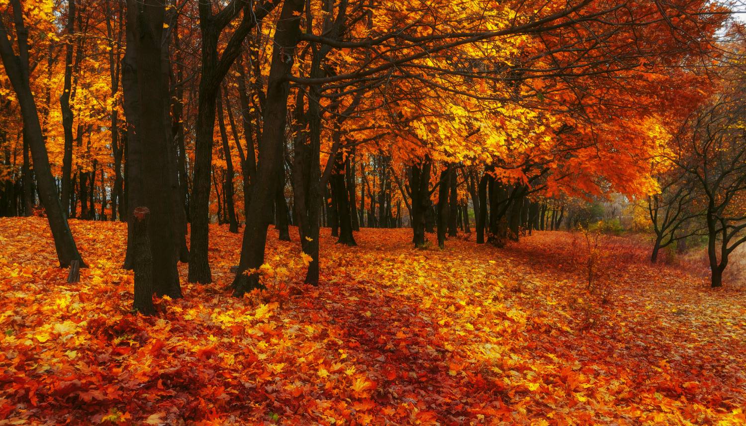 , Лысенко Сергей