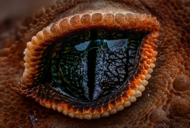 Closeup Eyeshot of a leopard gecko фото превью