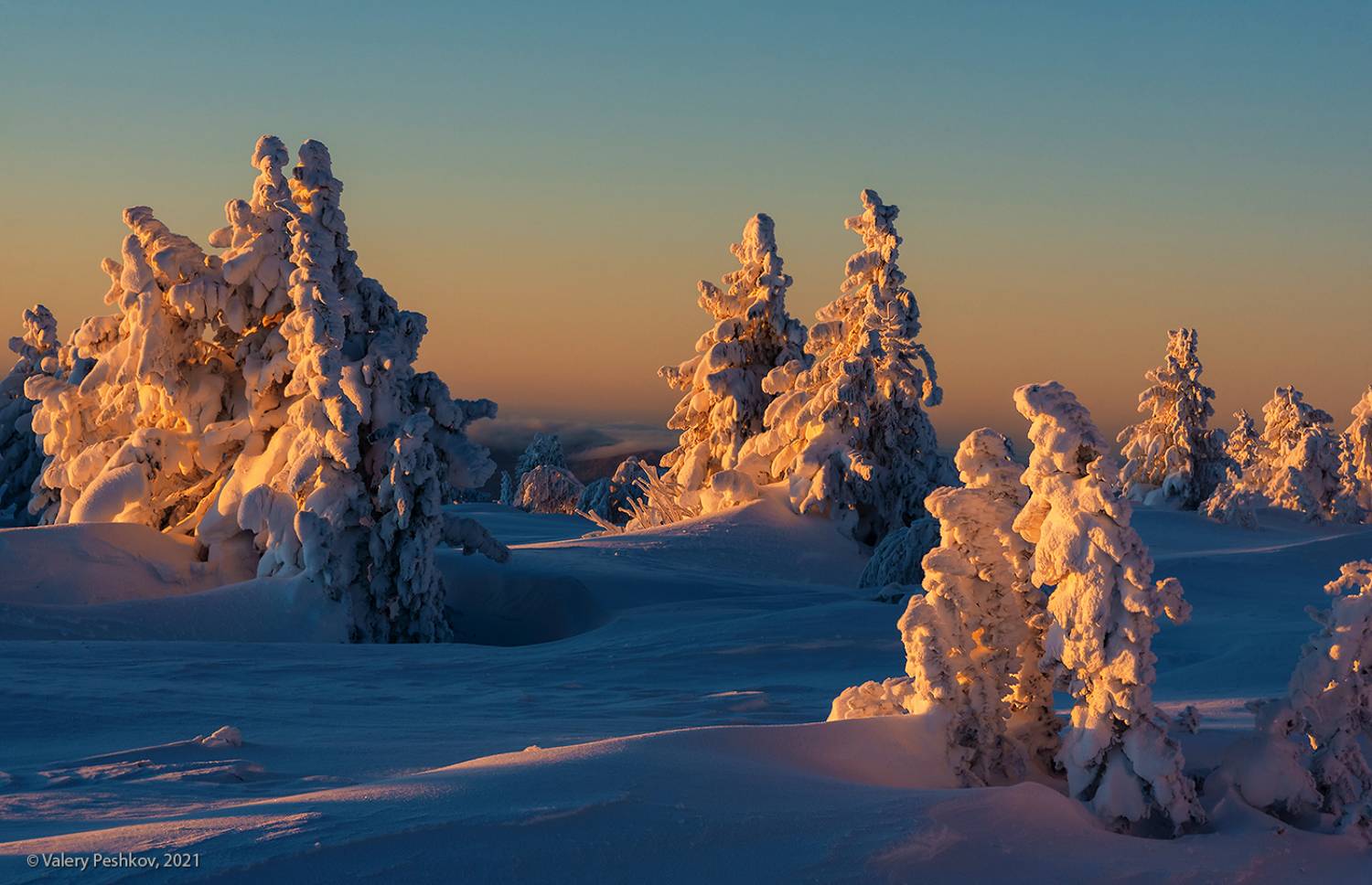 сибирь, зима, иней, снег, рябина, пихты, шерегеш, горная шория, с рождеством!, Пешков Валерий