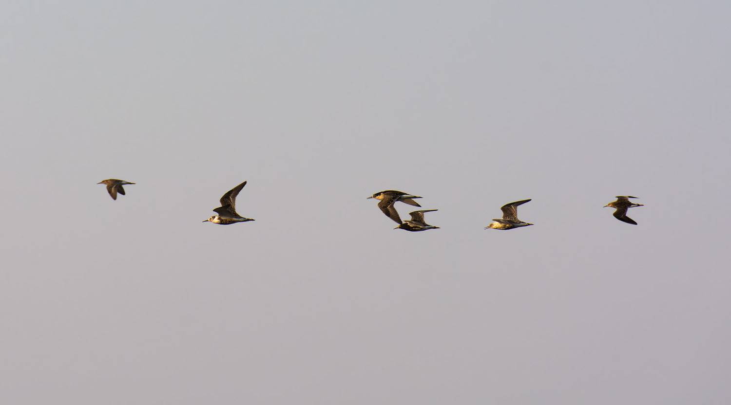 , Савенко Кирилл