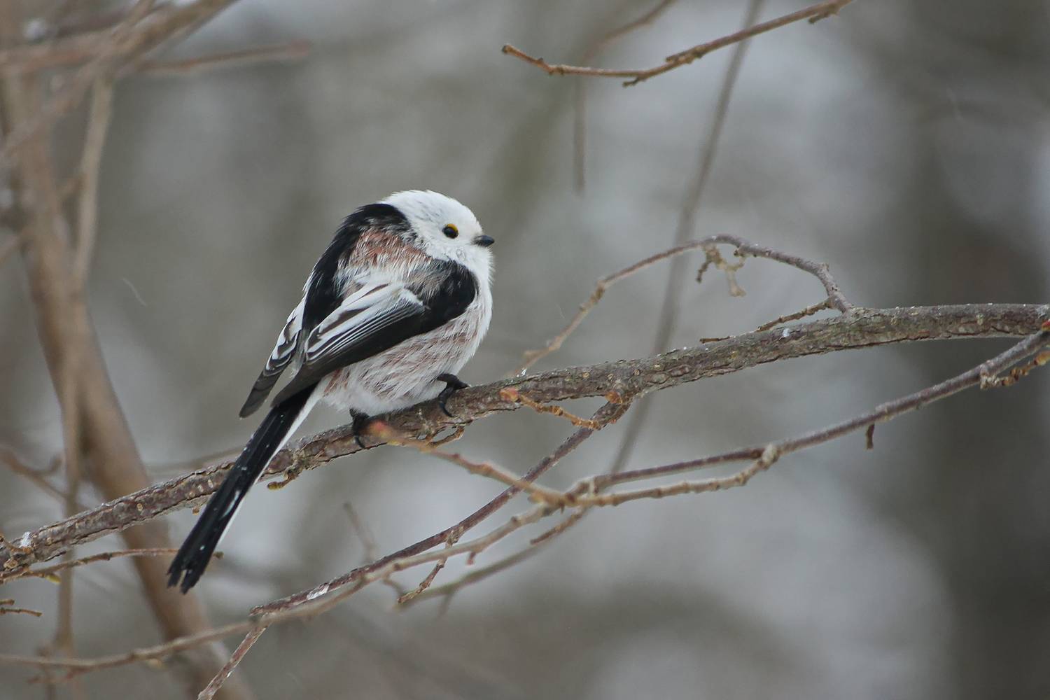длиннохвостая синица, ополовник, aegithalos caudatus, КарОл