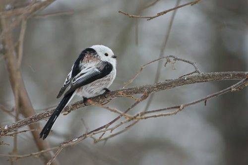 Ополовник (Aegithalos caudatus)