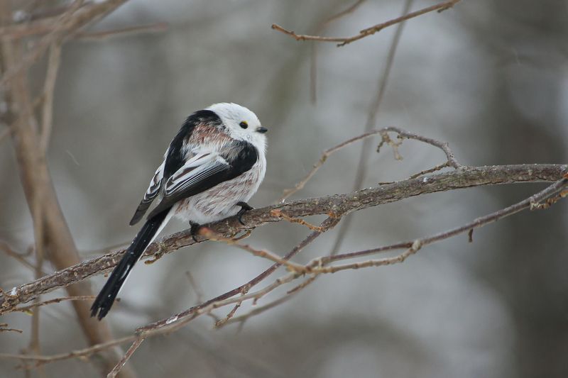 Ополовник (Aegithalos caudatus) фото превью