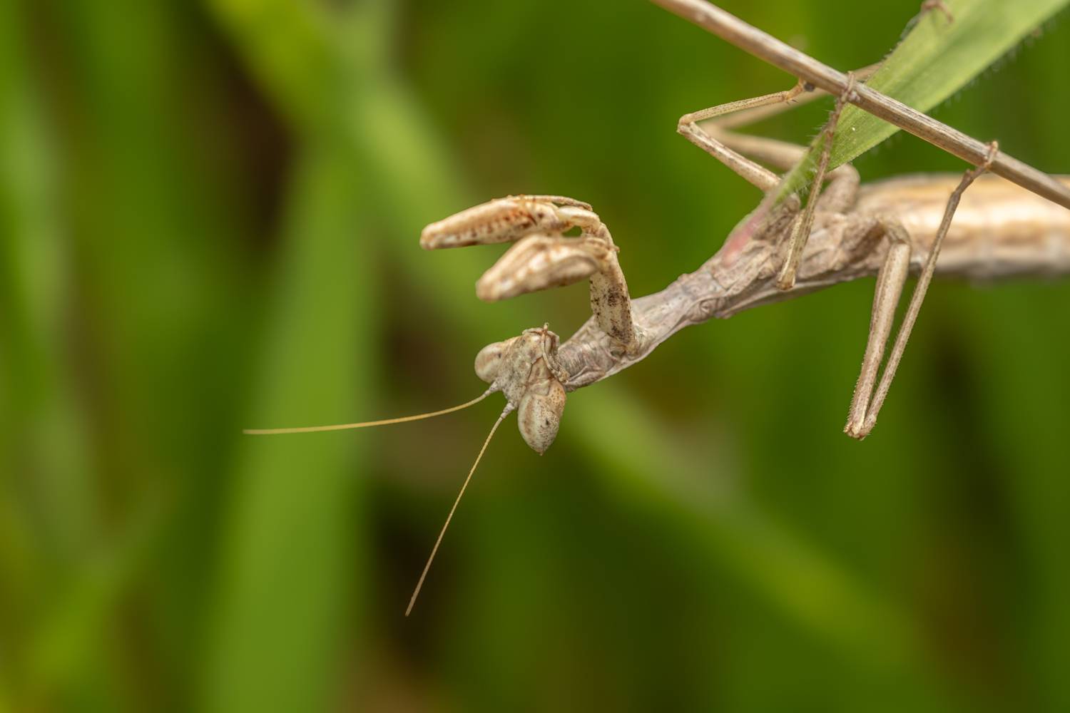 macro, insects, nature, Nikolay Tatarchuk