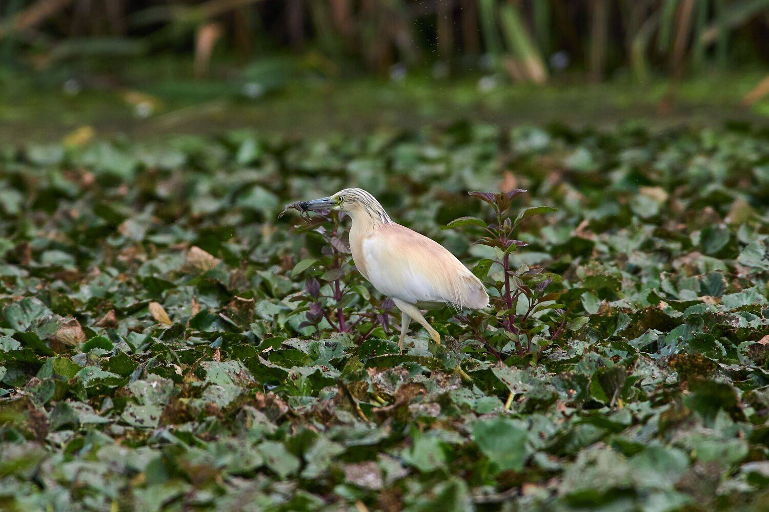 volgograd, russia, wildlife, bird, birds, birdswatching, Ardeola ralloides, , Сторчилов Павел