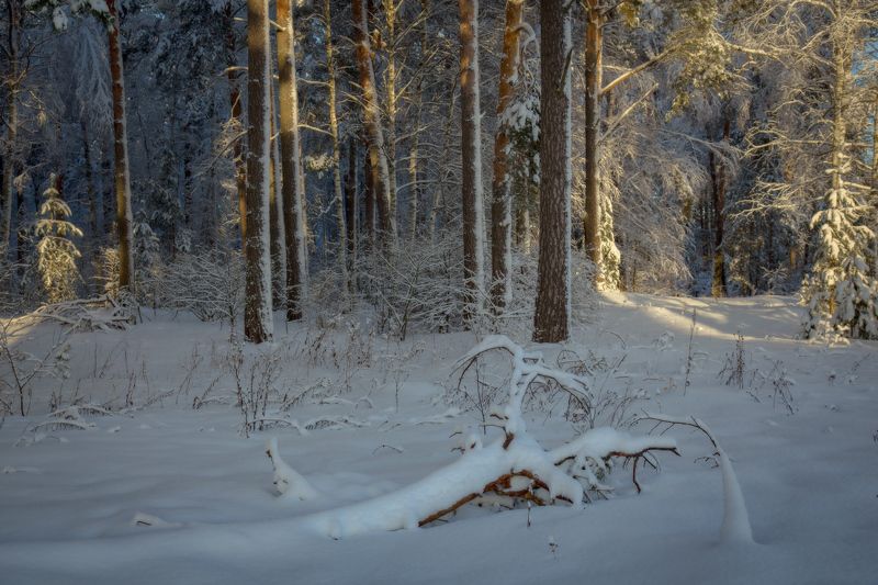 январь лес утро серково Там на неведанных... фото превью