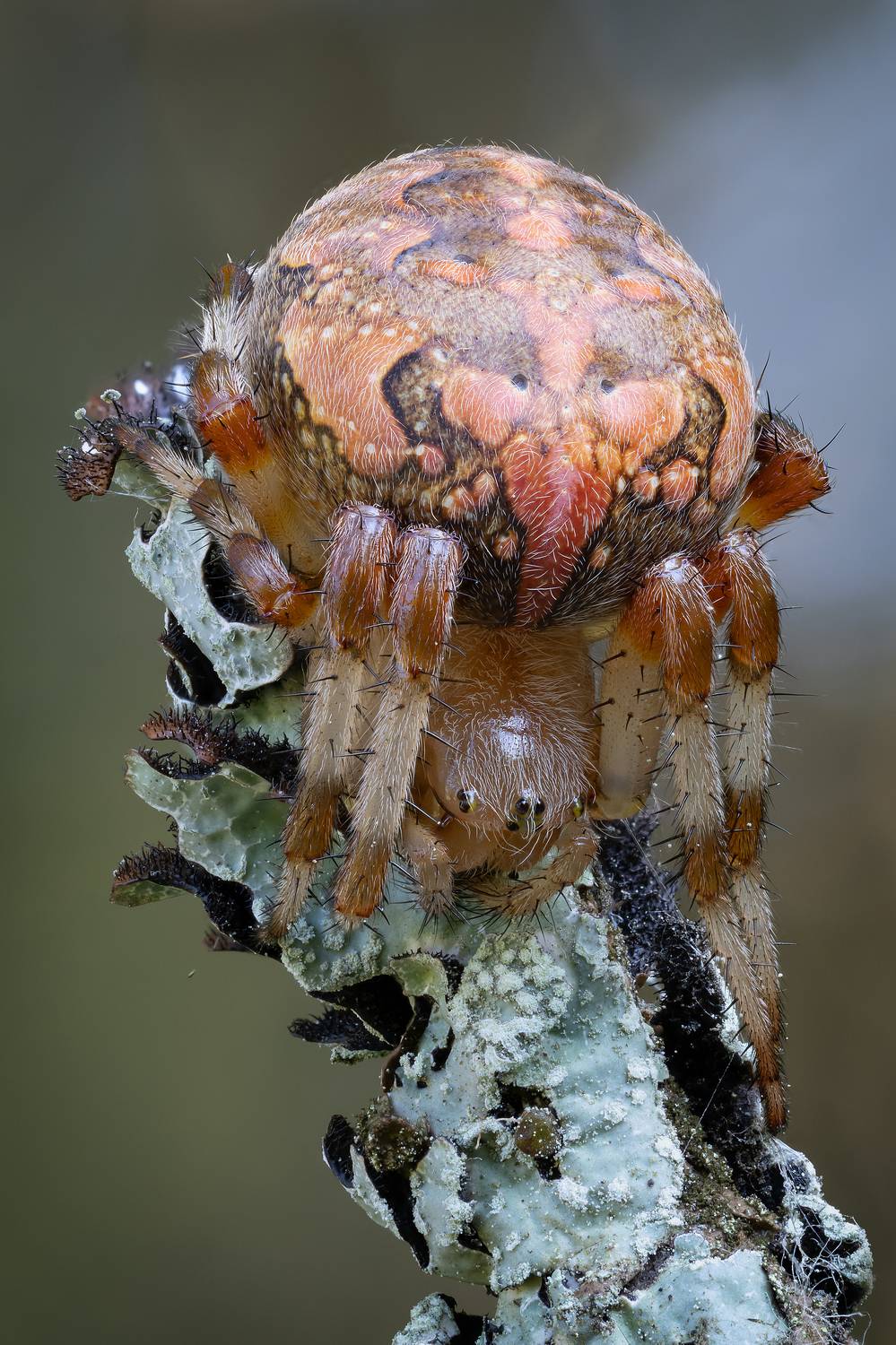 , Кузнецов Дмитрий