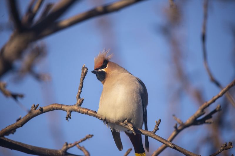 Наблюдатель. фото превью