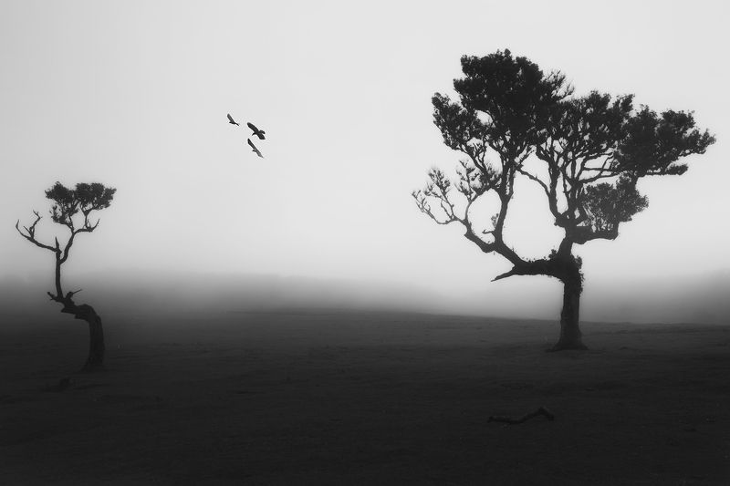 A Flight over Fanal Forest фото превью