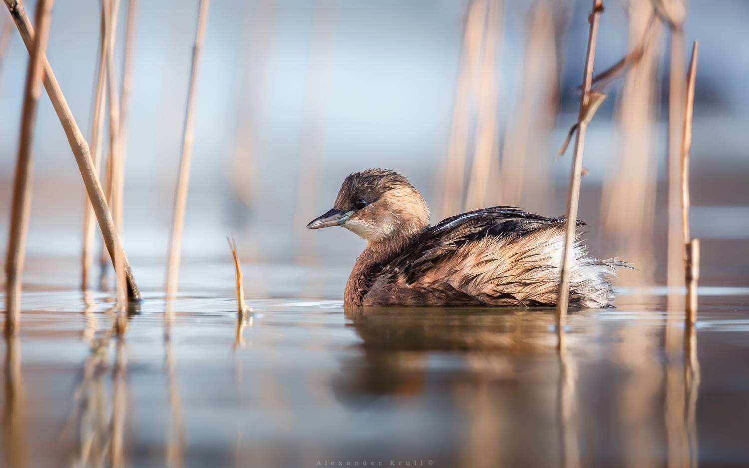 малая поганка, поганка, Круль Александр