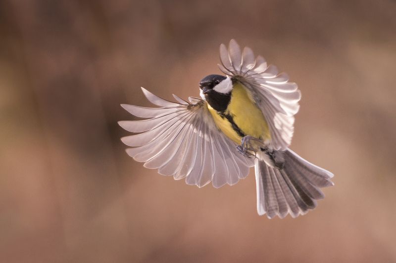 Большая фото превью