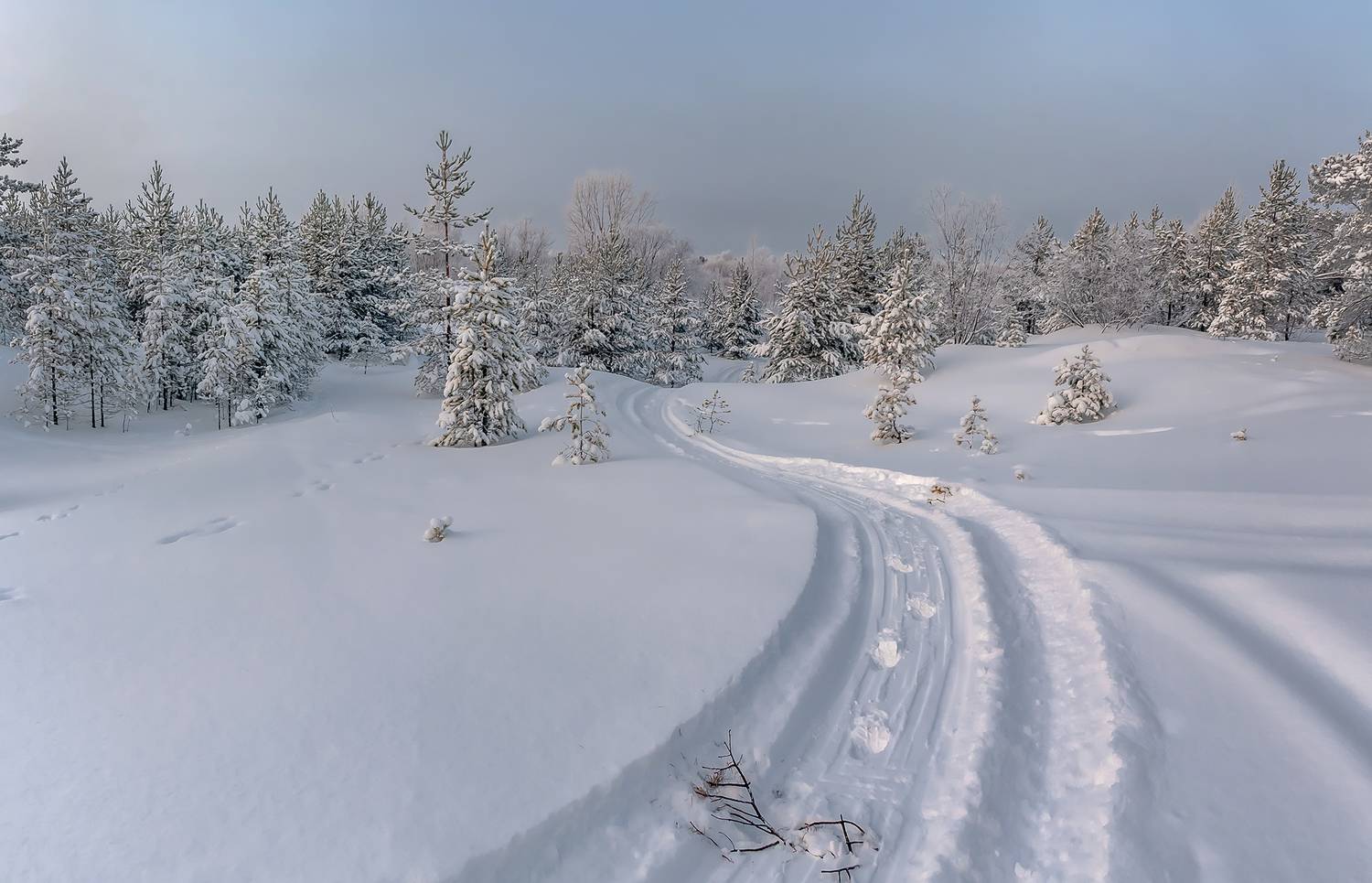 снег, зима, следы, лес, сосны, иней, Анкудинов Леонид
