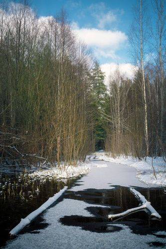 В мартовском лесу