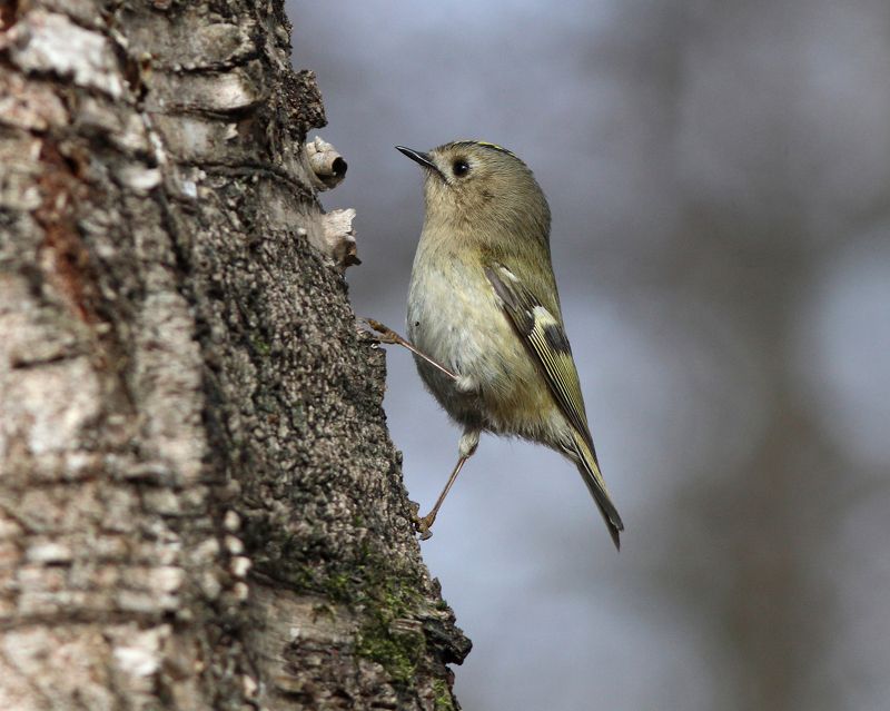 желтоголовый королёк, королёк, regulus regulus, goldcrest, парк имени макса ашманна Королёк фото превью