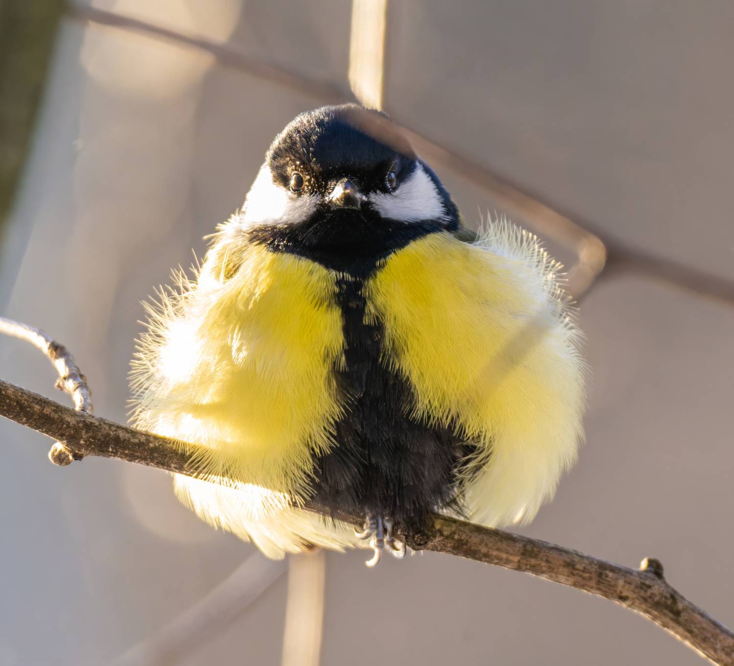 , Дэм Константин