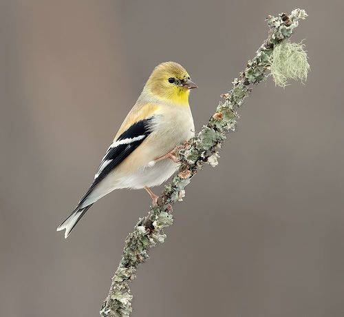 American Goldfinch -  Американский чиж