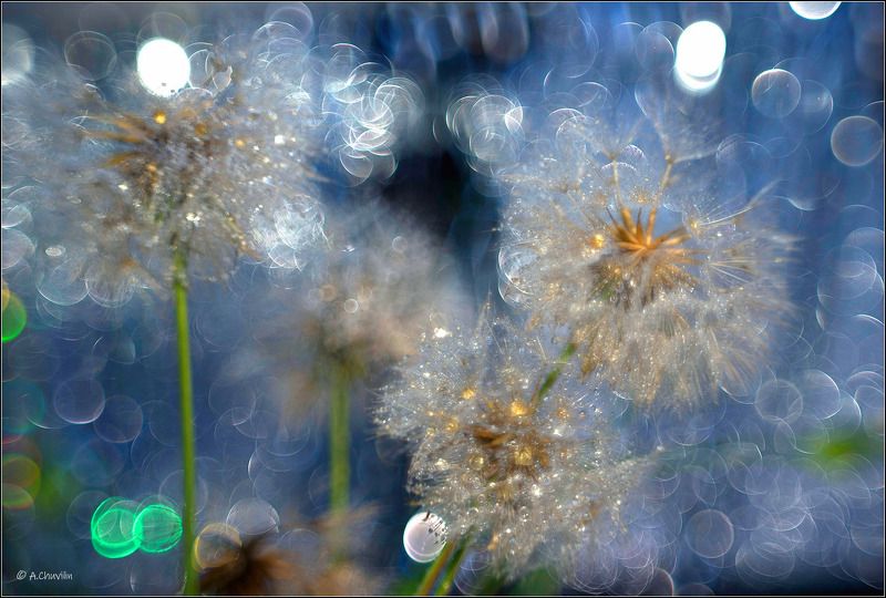 одуванчик,новый,год,хрусталь Новогодний одуванчик фото превью