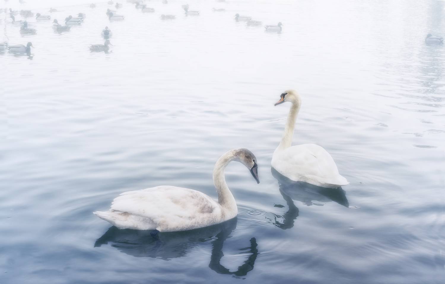 , Геннадий Чеботарев