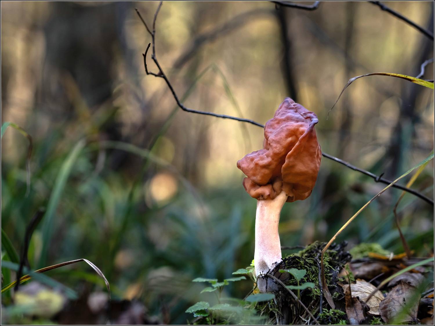 , Виктор Парщиков