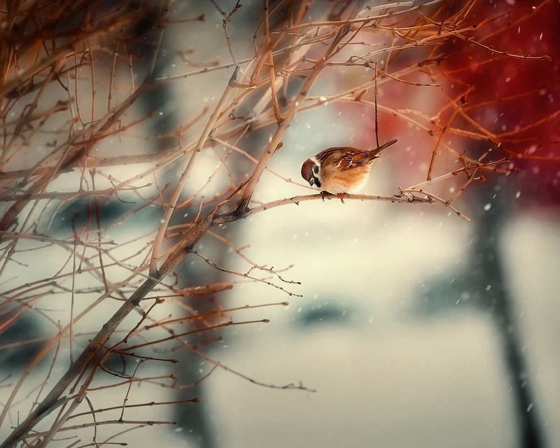 Воробей фото превью