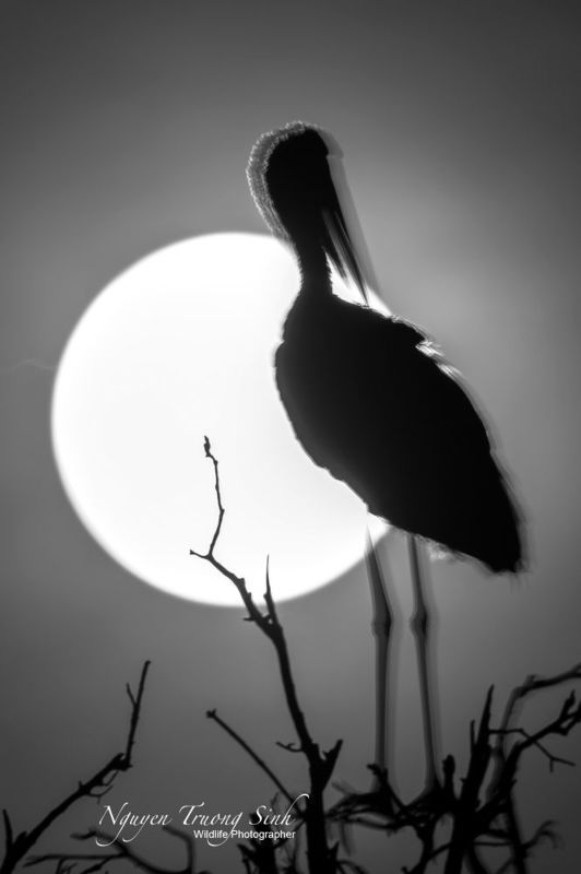 Supper Moon фото превью