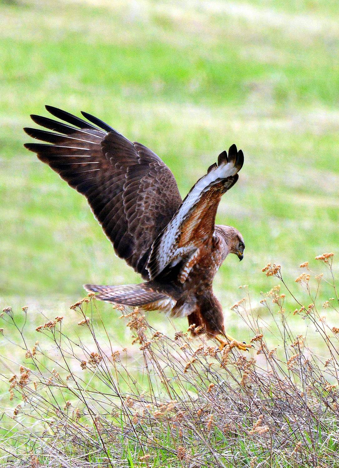 атака, Белоусов Михаил