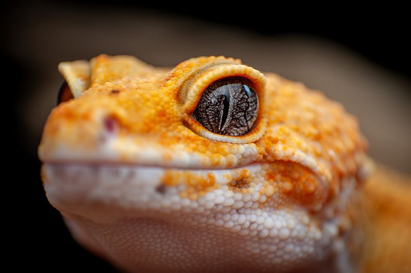 Tangerine Leopard Gecko фото превью