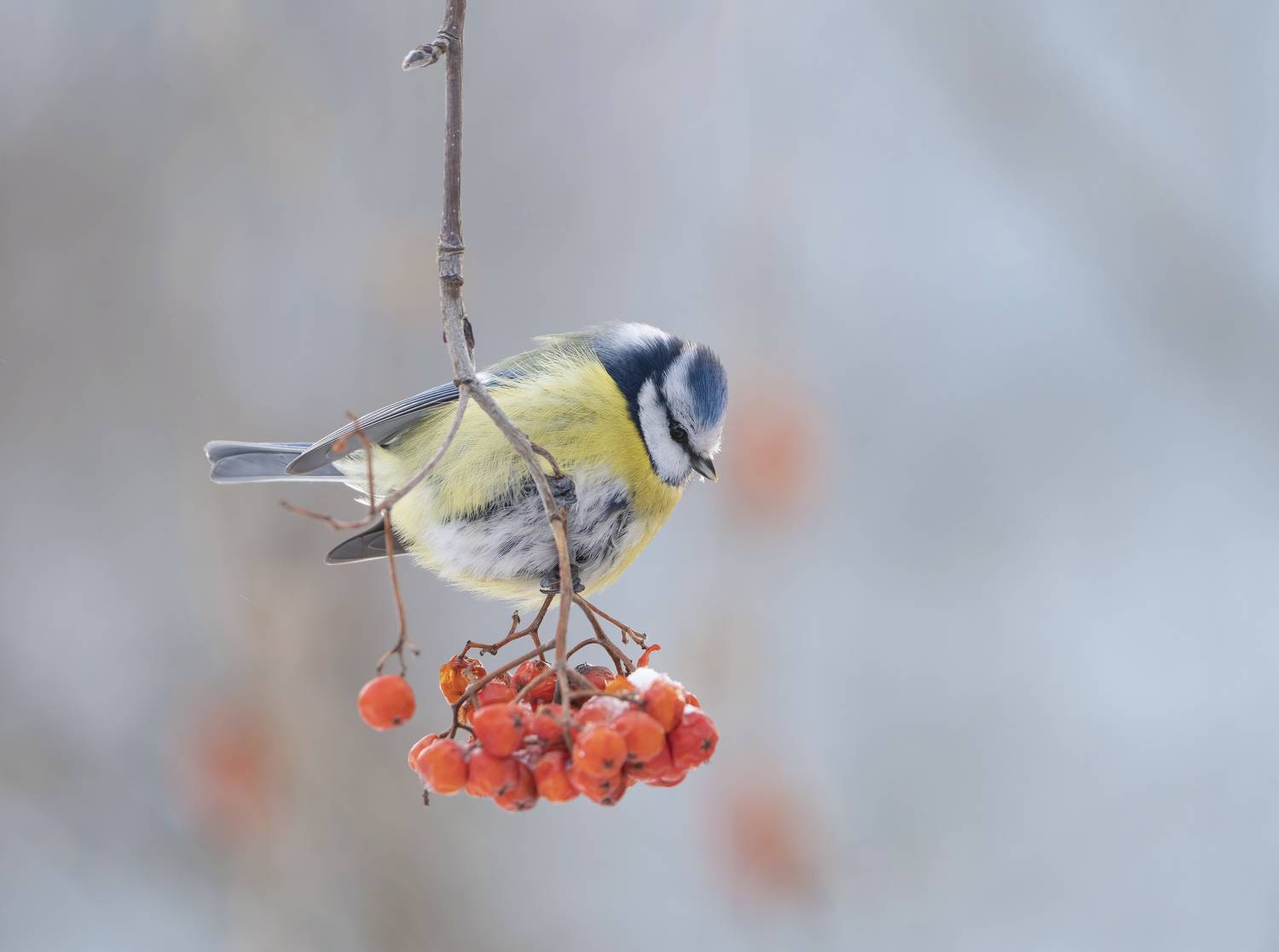 птицы,природа, зима, лес, Андрей Киселёв