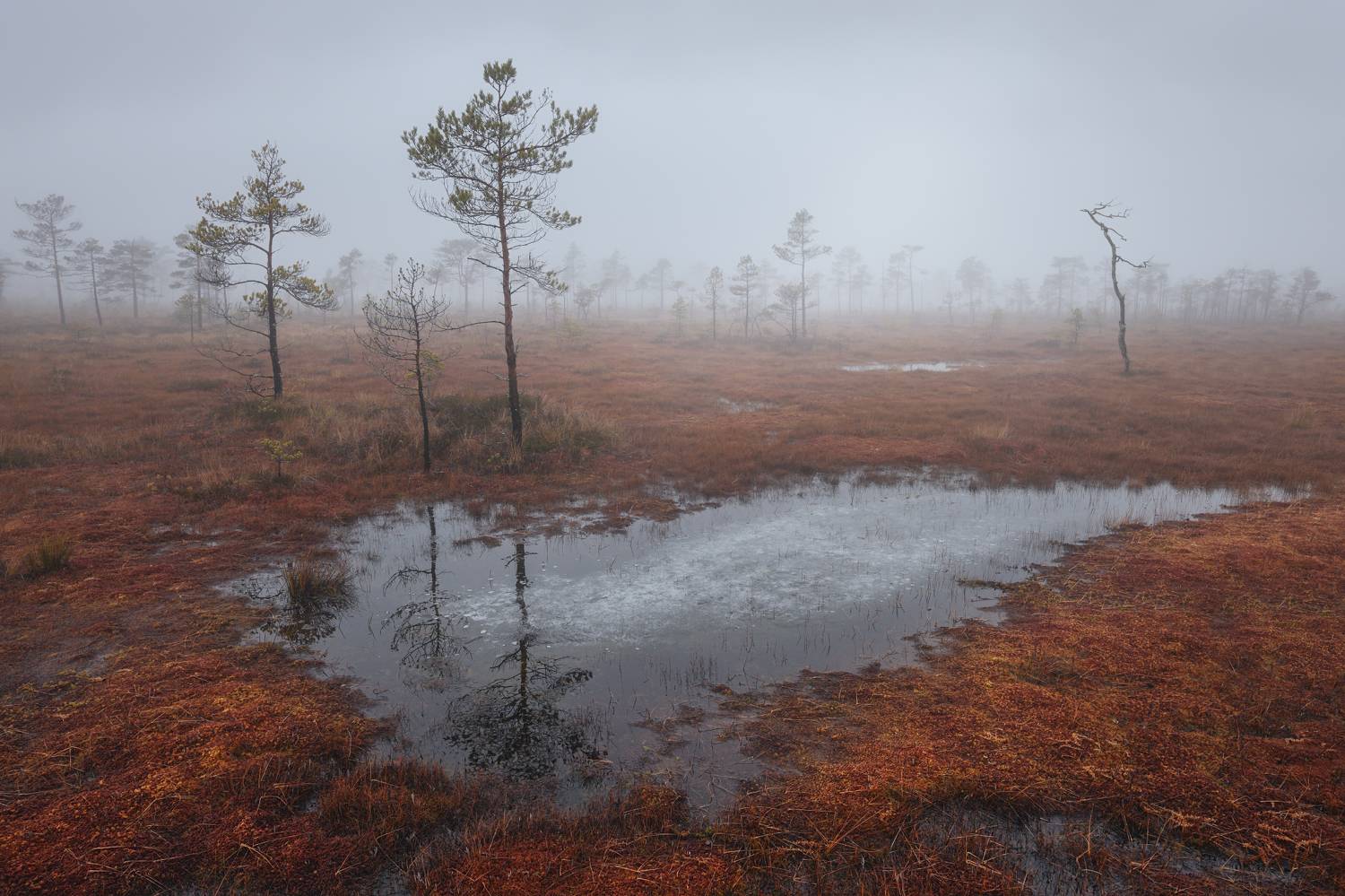 болото,пейзаж,туман,озеро, Андрей