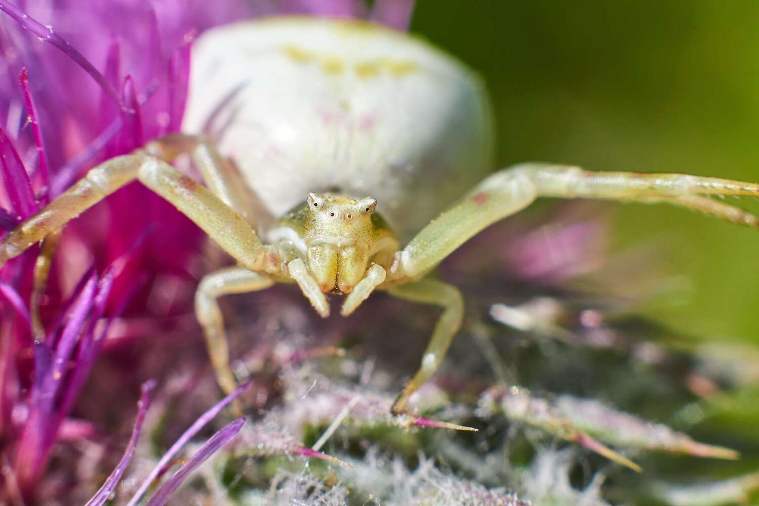 spyder, volgograd, russia, wildlife, Thomisus onustus, , Сторчилов Павел