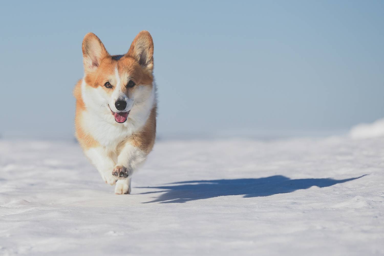 , Мороз Ирина