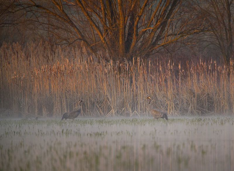 far behind the house... фото превью