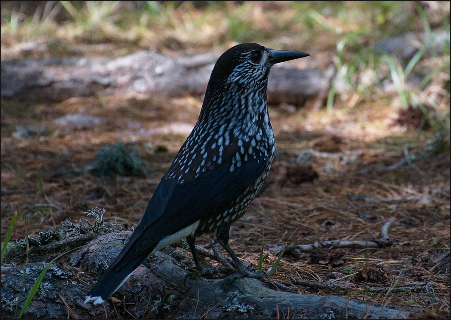 алтай,тайга, птица, АНАТОЛИЙ ДОВЫДЕНКО