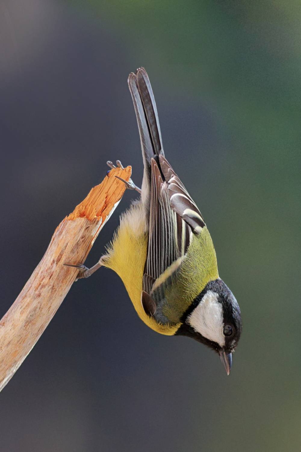 , Славов Георги