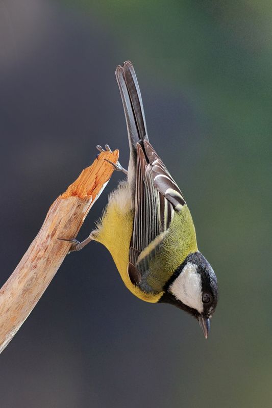 Акробаты неба фото превью