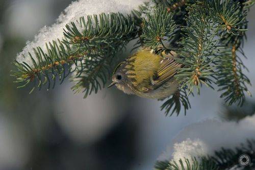 Желтоголо́вый королёк (лат. Regulus regulus)